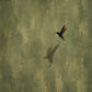 Olive Hover full artwork. A small hummingbird hovers against a textured olive-green ground, casting a soft shadow below.