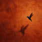Ember Hover full artwork. A dark hummingbird hovers against a glowing orange and rust-red ground, with a soft winged shadow below.